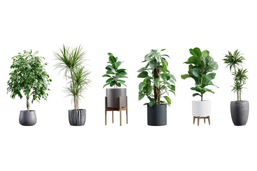 Collection of beautiful plants in ceramic pots