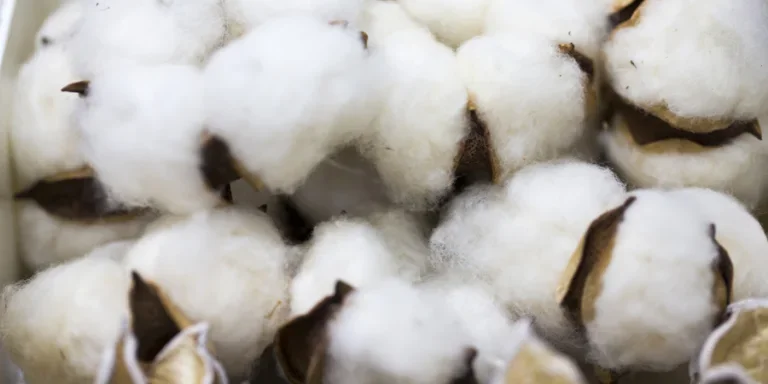 Cotton bolls