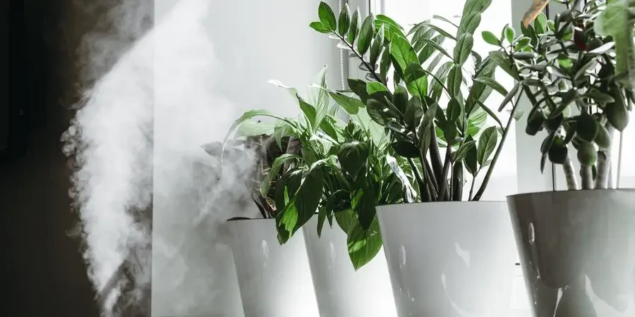 Discover how a plant humidifier can transform your indoor gardening experience