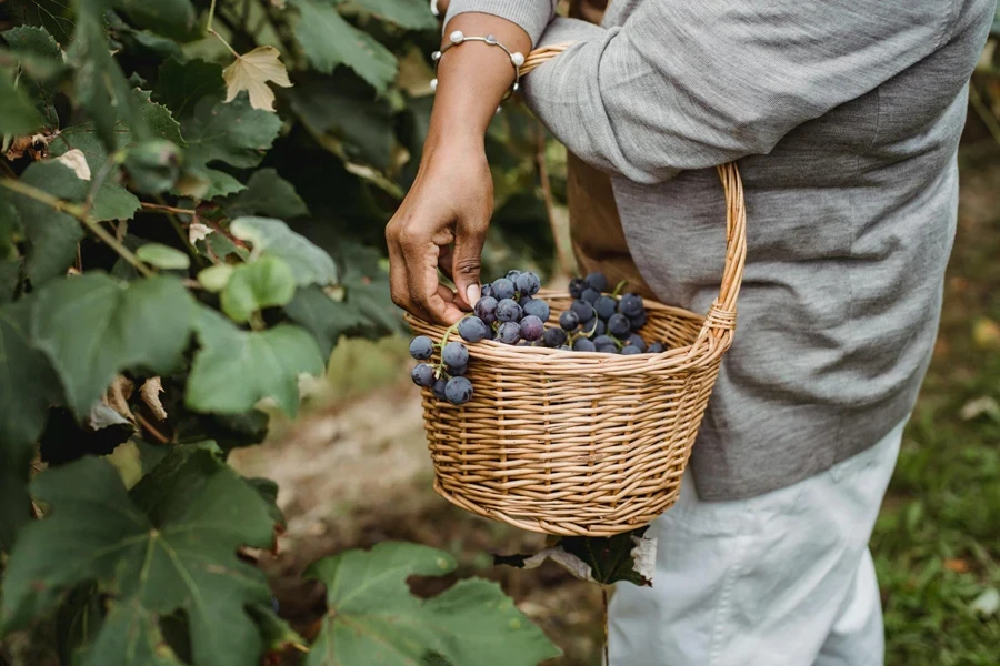 Faceless ethnic farmer picking grapes from green vine