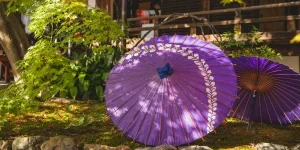 Lilac umbrella in garden near house