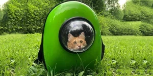 Photo of an Orange Tabby Cat in a Green Cat Carrier