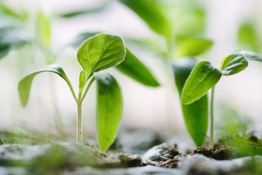 Small green plants in soil