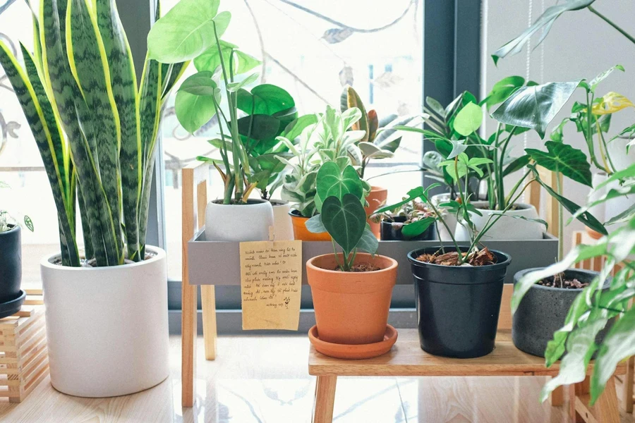 Variety Of Green Leaf Plants With Pots