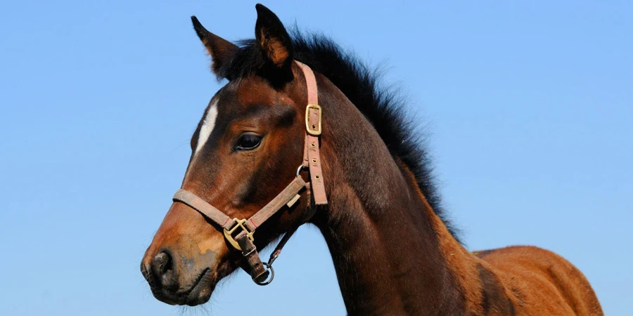 a brown foal