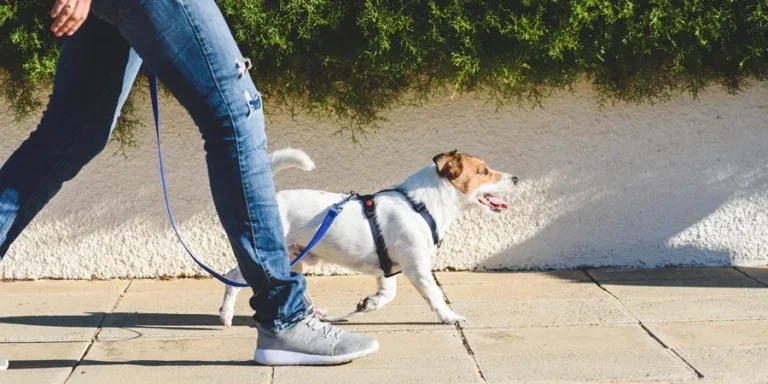 dog harness