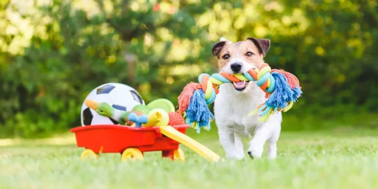 dog toys