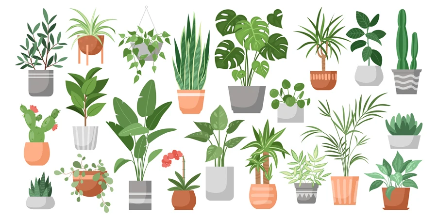 house plants