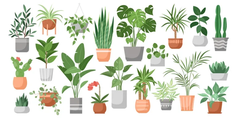 plantas de casa