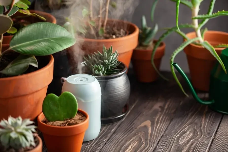 plant humidifiers can enhance the aesthetic appeal of your indoor garden