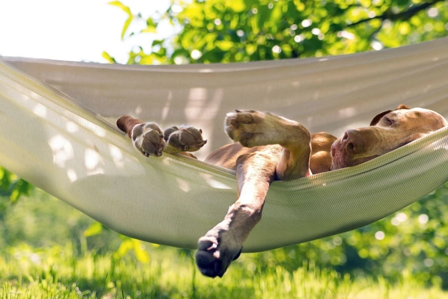 sleeping in the hammock