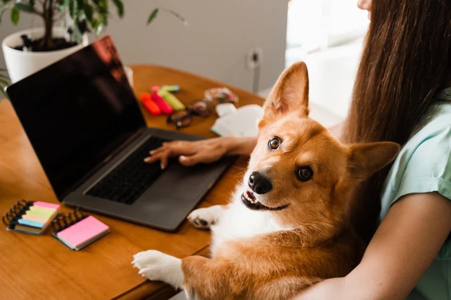 the personal & home laptops