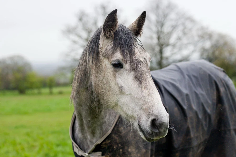 wet and bedraggled