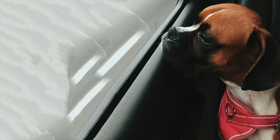 A Boxer Dog Sitting in a Car, Gazing Out of the Window