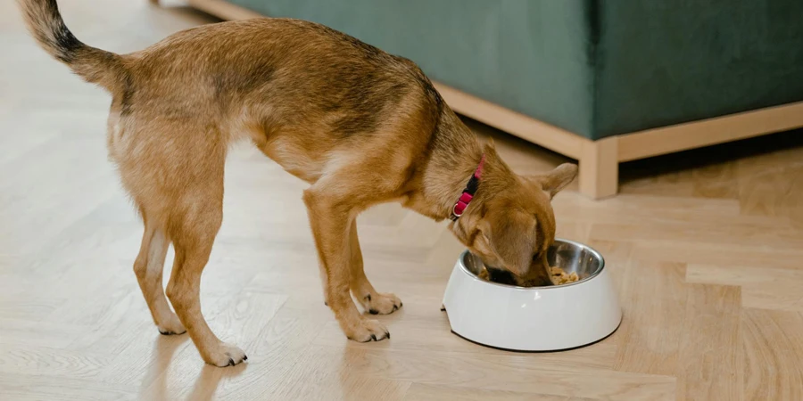 A Dog Eating on a Bowl