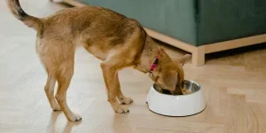 A Dog Eating on a Bowl