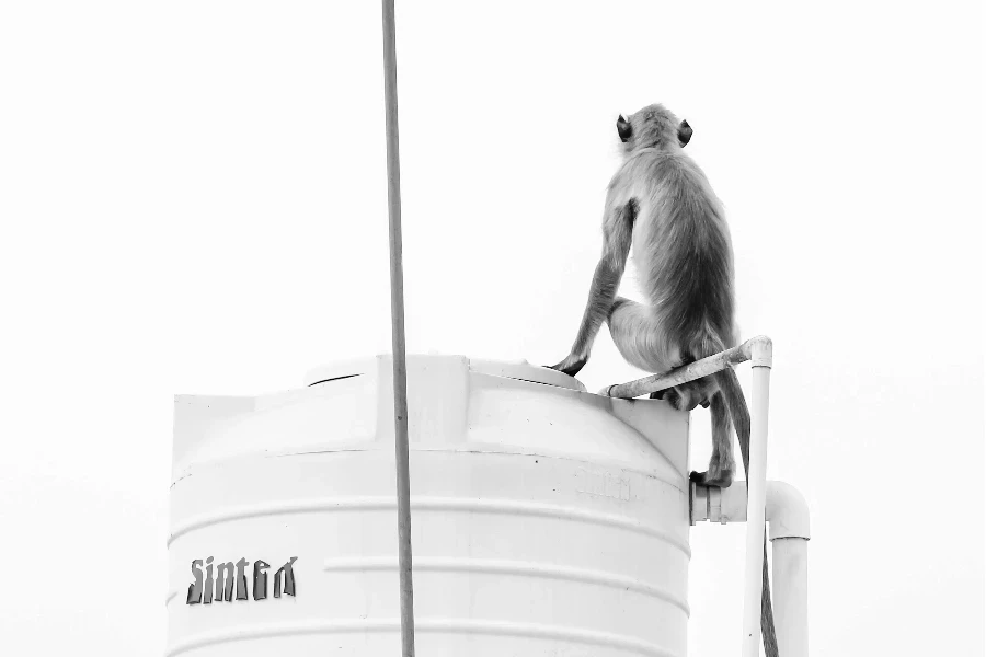 A Monkey on Top of An Overhead Water Tank