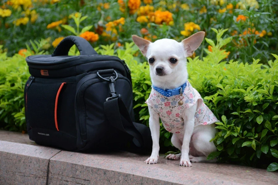 A Small Dog Sitting on a Bench Next to a Bag