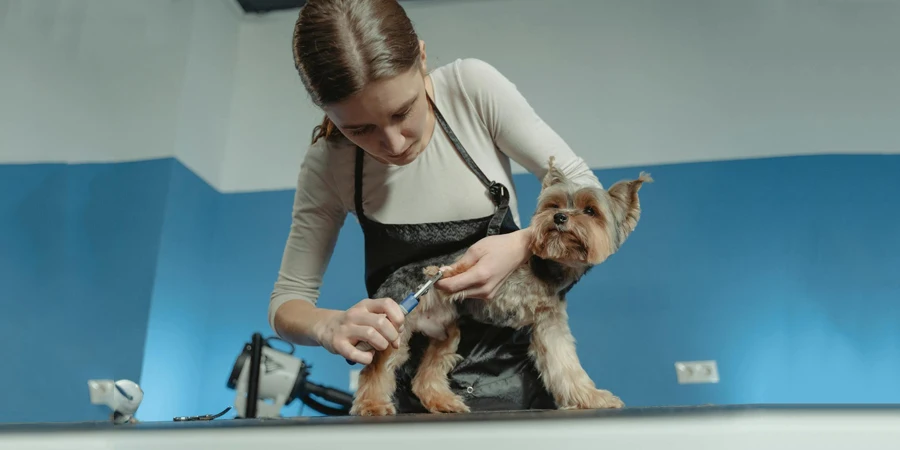 A Woman Grooming a Dog