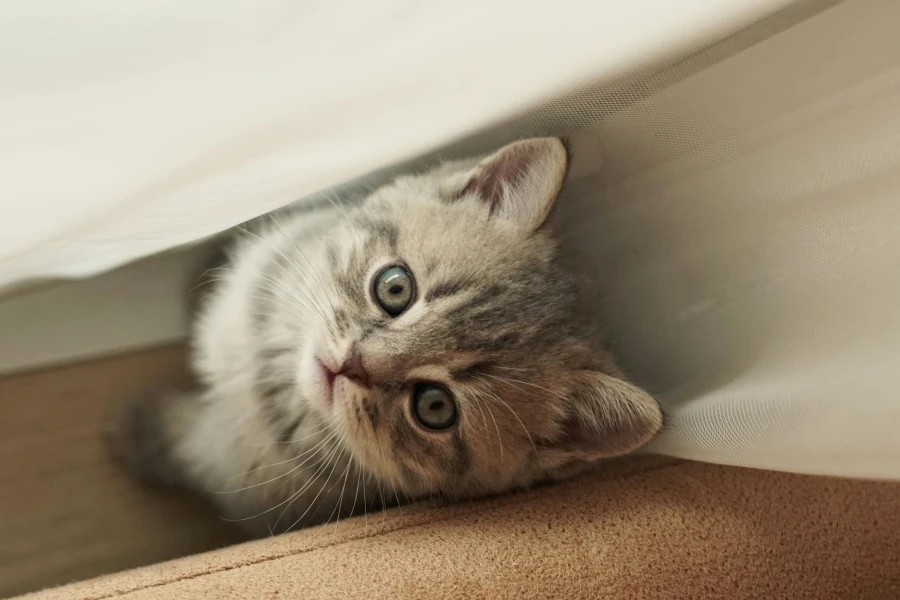 A kitten peeking out from under a bed