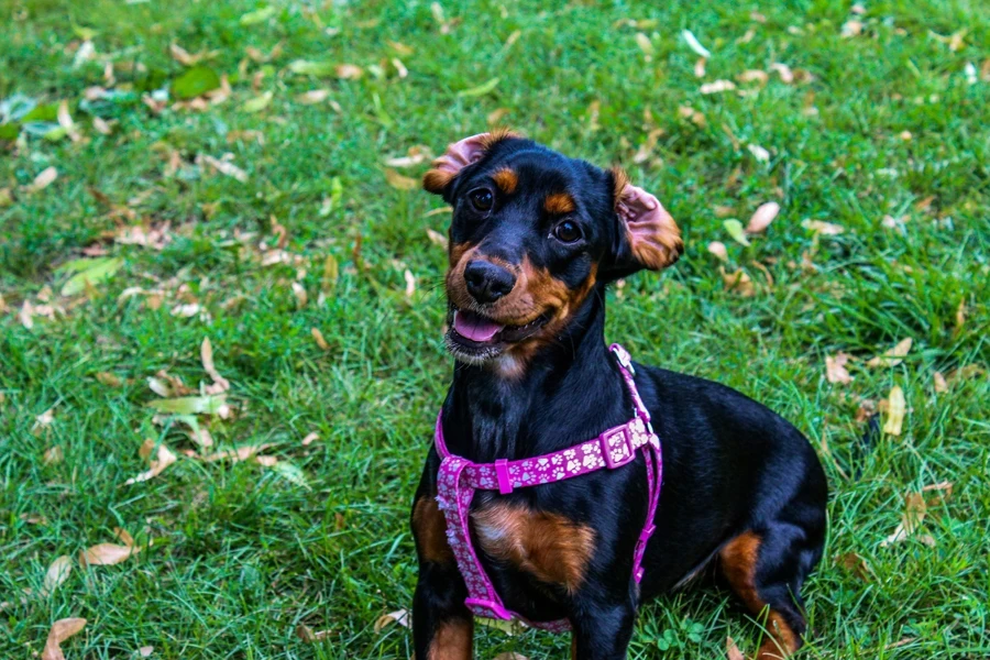 A small black and brown dog with a pink harness