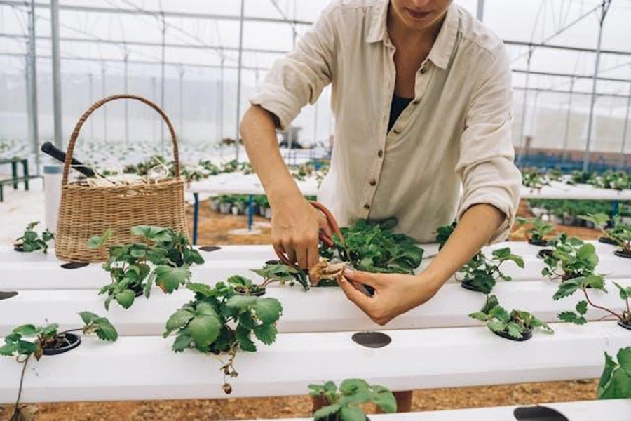 A woman cutting dried leaves from a raised garden bed