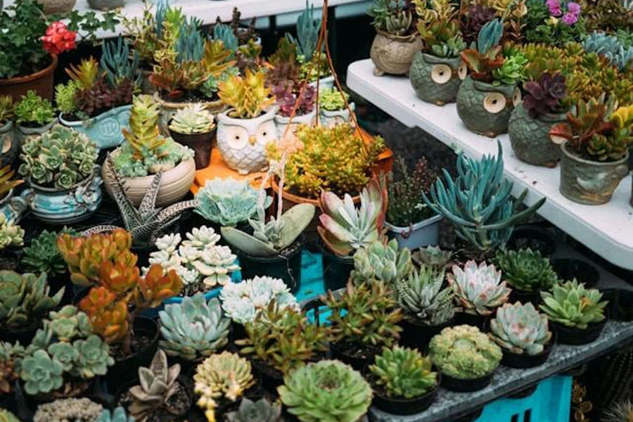 Assorted plants on raised garden beds