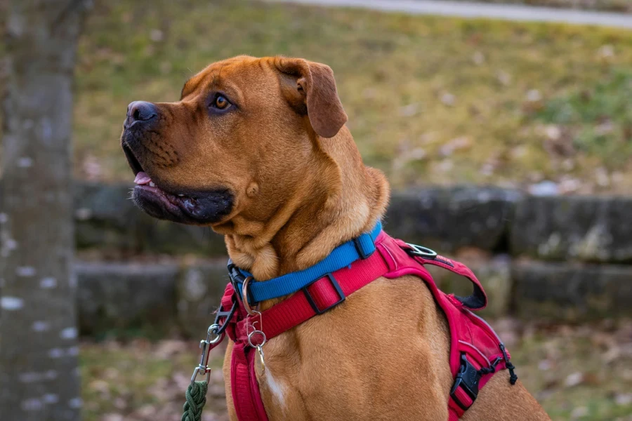 Boxer in Harness