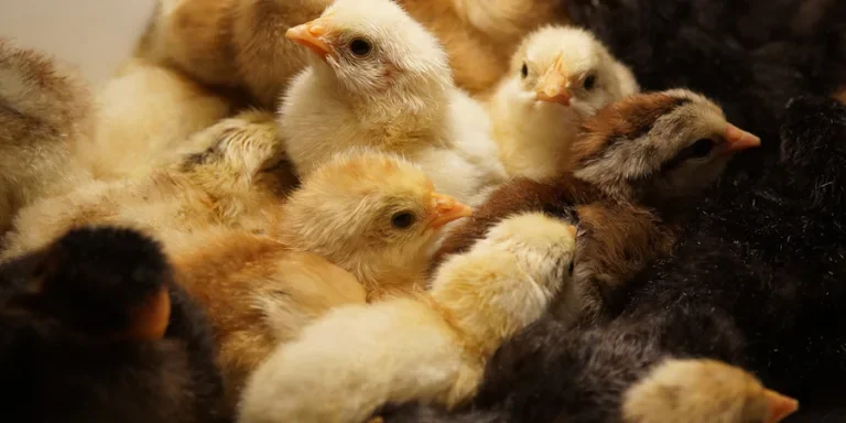 Цыплята в инкубаторе