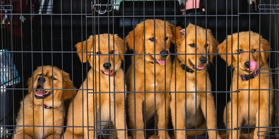 Five Golden Retriever Puppies in Cage