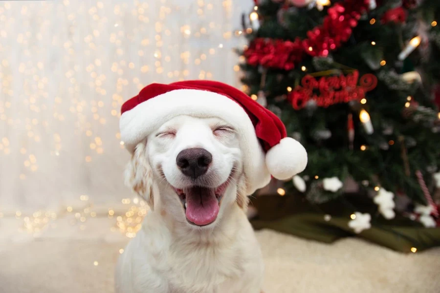 Happy puppy dog celebrating christmas with a red santa claus hat