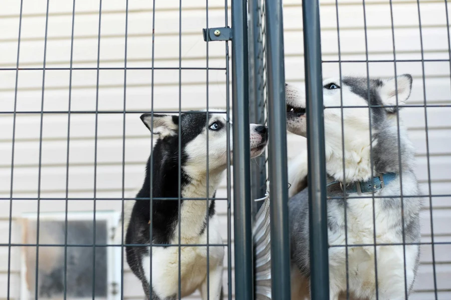 Low angle of adorable Husky dogs in collar standing in cage in animal shelter 