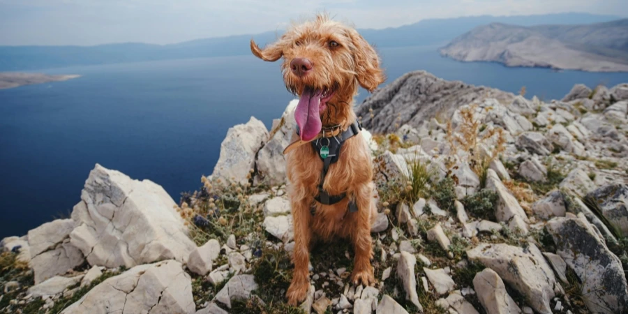 Panting Shaggy Dog in a Harness on Top of a Rocky Mountain Above the Lake