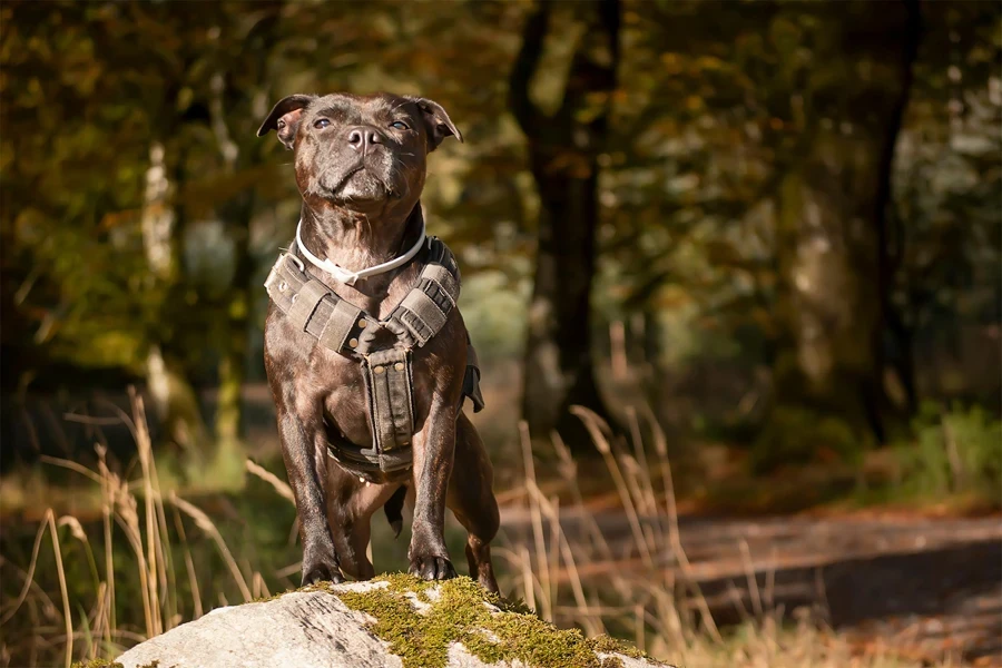 Photo of a Dog in a Harness