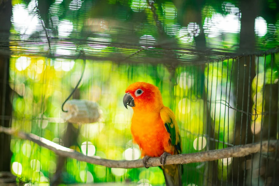 Selective Focus Photo of a Caged Orange and Yellow Baby Parrot Perched on Branch 