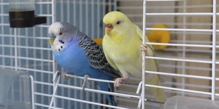 Two parrot sits at the exit of the cage