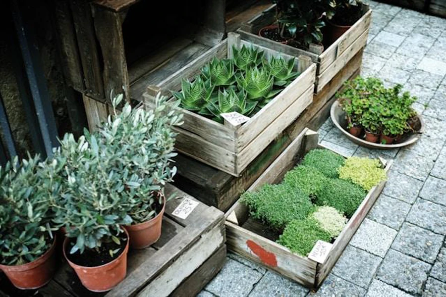 boxes of green leaf plants on gray pavement