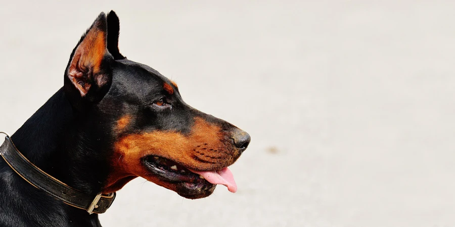 doberman, dog, pet