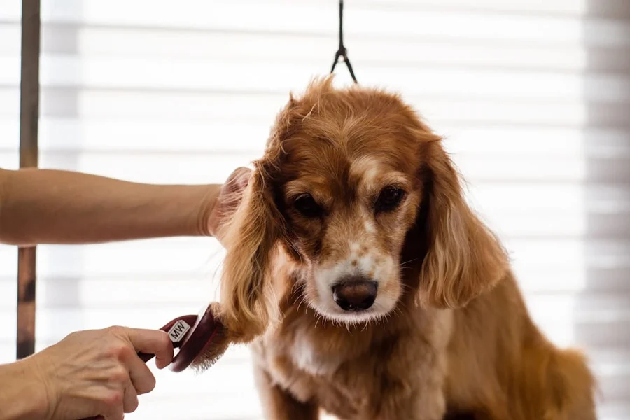 dog grooming