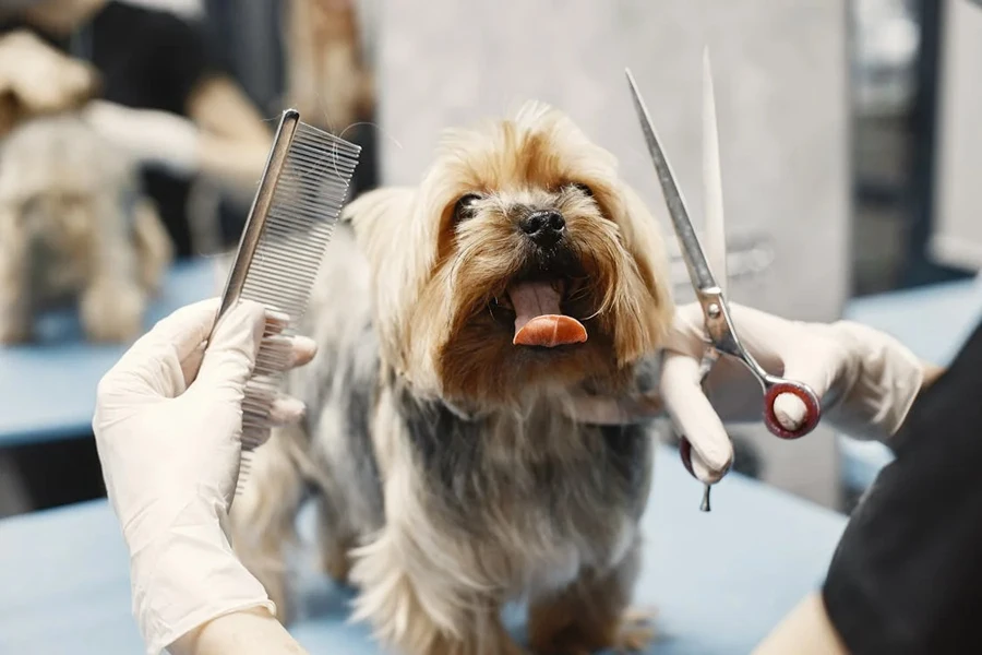 dog grooming