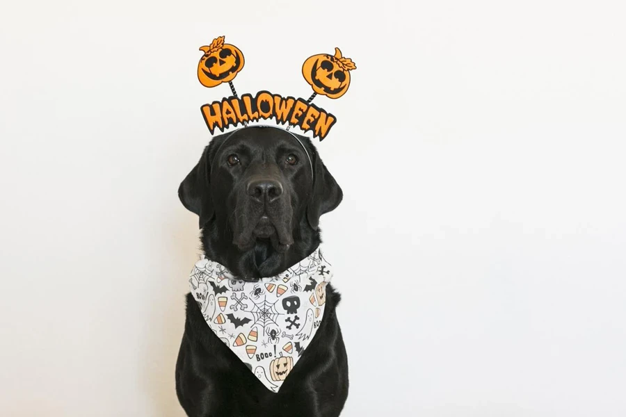 portrait of a young cute beautiful black labrador wearing a halloween diadem and bandana.