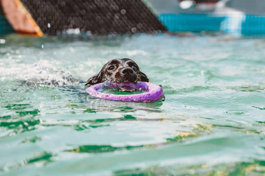 swimming training equipment