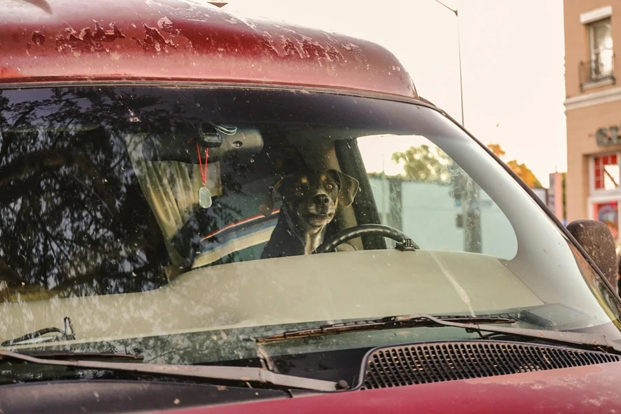 A Dog Riding a Car