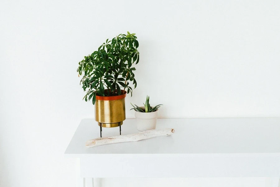 A potted plant on a table