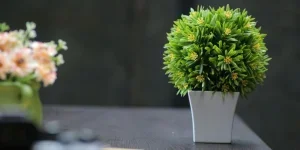 A small plant in a white pot