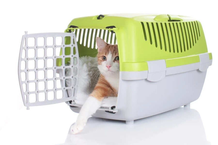 Domestic cat in a cat carrier