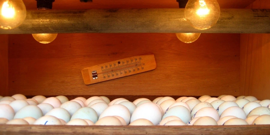 Egg incubator