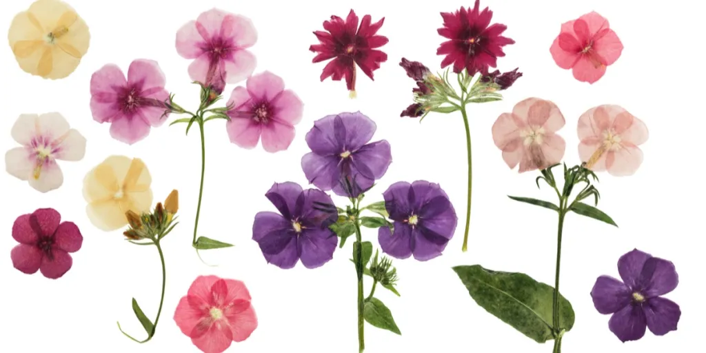 Pressed and dried delicate flowers on white background