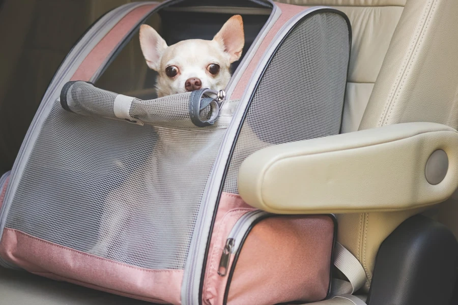 Small brown dog in pet carrier backpack