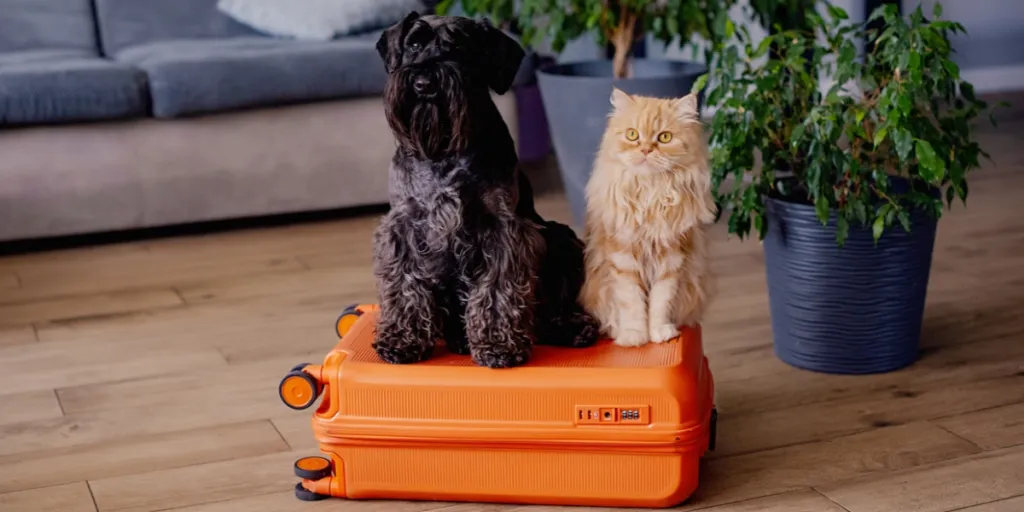 Travel concept with funny dog and cat sitting on suitcase